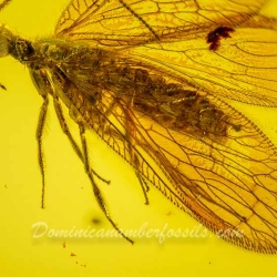 AL30 Neuroptera Hemerobiidae Brown Lacewing 4