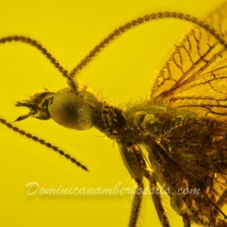 AL30 Neuroptera Hemerobiidae Brown Lacewing 5