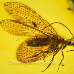 AL30 Neuroptera Hemerobiidae Brown Lacewing 6