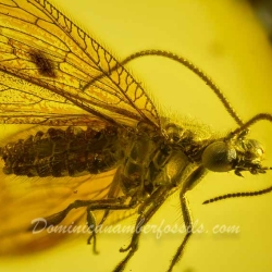 AL30 Neuroptera Hemerobiidae Brown Lacewing 8