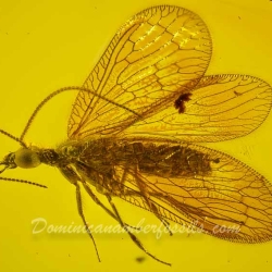 AL30 Neuroptera Hemerobiidae Brown Lacewing