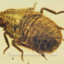 AL48 Homoptera 2