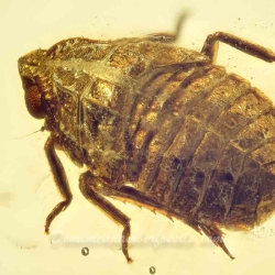 AL48 Homoptera 3