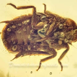 AL48 Homoptera 6