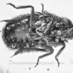 AL48 Homoptera 8