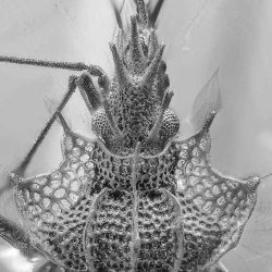 AL50 Heteroptera Tingidae Cantacaderinae Phatnoma   Lace Bug 2