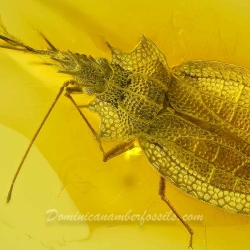 AL50 Heteroptera Tingidae Cantacaderinae Phatnoma   Lace Bug 3