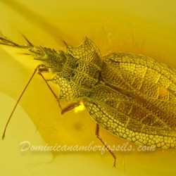 AL50 Heteroptera Tingidae Cantacaderinae Phatnoma   Lace Bug 4