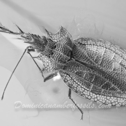 AL50 Heteroptera Tingidae Cantacaderinae Phatnoma   Lace Bug 5