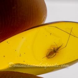 AL50 Heteroptera Tingidae Cantacaderinae Phatnoma   Lace Bug 9