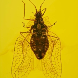 AL53 Hemiptera Tingidae Tinginae 2