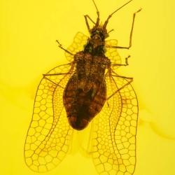 AL53 Hemiptera Tingidae Tinginae 3