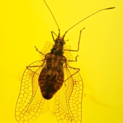 AL53 Hemiptera Tingidae Tinginae 4