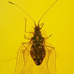 AL53 Hemiptera Tingidae Tinginae