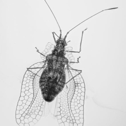 AL53 Hemiptera Tingidae Tinginae 5