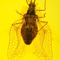 AL53 Hemiptera Tingidae Tinginae 6