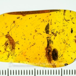 AL58 Owlfly Larva Fossil On Dominican Amber Neuroptera Ascalaphidae 10
