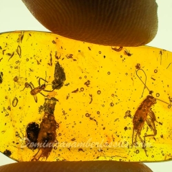 AL58 Owlfly Larva Fossil On Dominican Amber Neuroptera Ascalaphidae 11