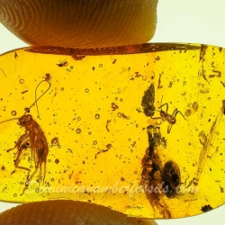 AL58 Owlfly Larva Fossil On Dominican Amber Neuroptera Ascalaphidae 12