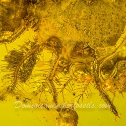 AL58 Owlfly Larva Fossil On Dominican Amber Neuroptera Ascalaphidae 2