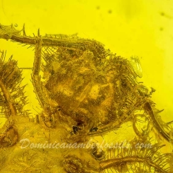 AL58 Owlfly Larva Fossil On Dominican Amber Neuroptera Ascalaphidae 3