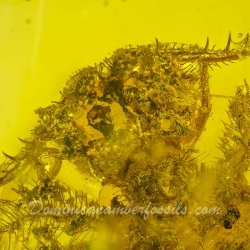 AL58 Owlfly Larva Fossil On Dominican Amber Neuroptera Ascalaphidae 4