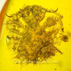 AL58 Owlfly Larva Fossil On Dominican Amber Neuroptera Ascalaphidae 6
