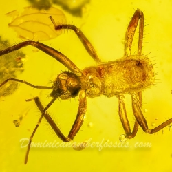 AL58 Owlfly Larva Fossil On Dominican Amber Neuroptera Ascalaphidae 7