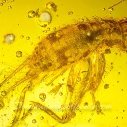 AL58 Owlfly Larva Fossil On Dominican Amber Neuroptera Ascalaphidae 8