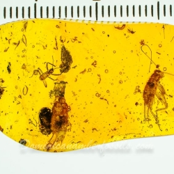 AL58 Owlfly Larva Fossil On Dominican Amber Neuroptera Ascalaphidae 9