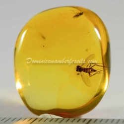 Amber Fossil Diptera Pipunculidae Dominican Specimen 3