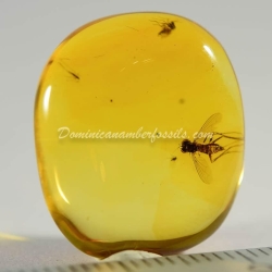 Amber Fossil Diptera Pipunculidae Dominican Specimen 4