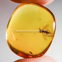 Amber Fossil Diptera Pipunculidae Dominican Specimen