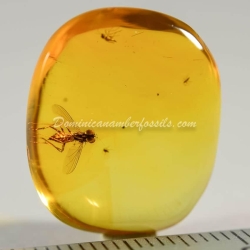 Amber Fossil Diptera Pipunculidae Dominican Specimen 5