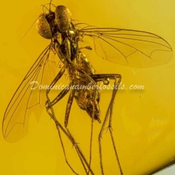 Amber Fossil Diptera Pipunculidae Dominican Specimen 6