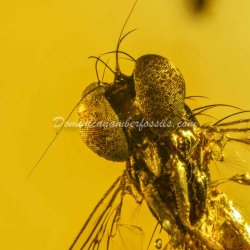 Amber Fossil Diptera Pipunculidae Dominican Specimen 7