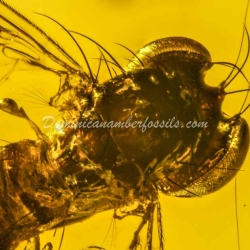 Amber Fossil Diptera Pipunculidae Dominican Specimen 8