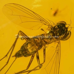 Amber Fossil Diptera Pipunculidae Dominican Specimen 9