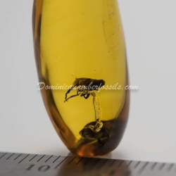 Amber Fossil Dominican Coleoptera Curculionoidea 4