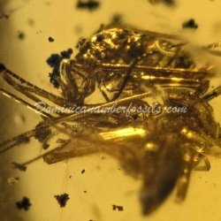 Amblypygi Fighting With Spider Amber Fossil Dominican Specimen 10