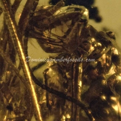 Amblypygi Fighting With Spider Amber Fossil Dominican Specimen 12