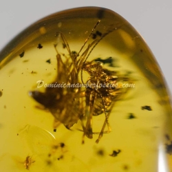 Amblypygi Fighting With Spider Amber Fossil Dominican Specimen 3