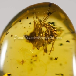 Amblypygi Fighting With Spider Amber Fossil Dominican Specimen 4