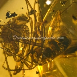 Amblypygi Fighting With Spider Amber Fossil Dominican Specimen 5