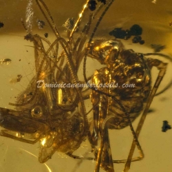 Amblypygi Fighting With Spider Amber Fossil Dominican Specimen 7