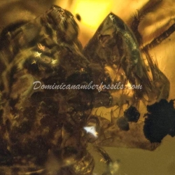 Amblypygi Fighting With Spider Amber Fossil Dominican Specimen 8
