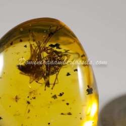 Amblypygi Fighting With Spider Amber Fossil Dominican Specimen