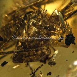Amblypygi Fighting With Spider Amber Fossil Dominican Specimen 9
