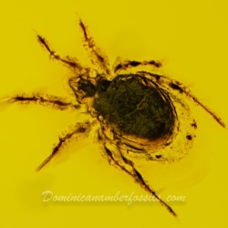 Arachnida Acarina Mite 2