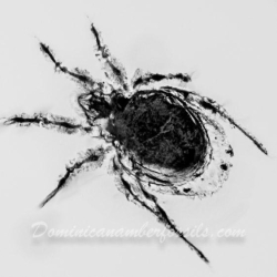 Arachnida Acarina Mite 3